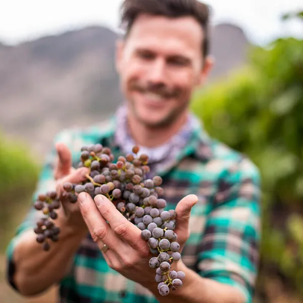 Winemaker Jesse Steinley holds up some grapes in the vineyard at Monte Creek Winery near Kamloops, BC.