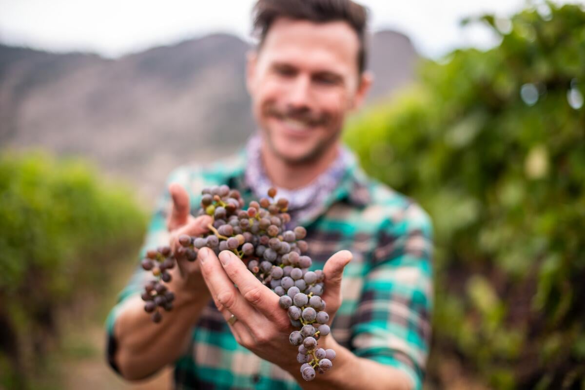Der Winzer Jesse Steinley hält im Weinberg der Monte Creek Winery in der Nähe von Kamloops, British Columbia, einige Trauben in die Höhe.