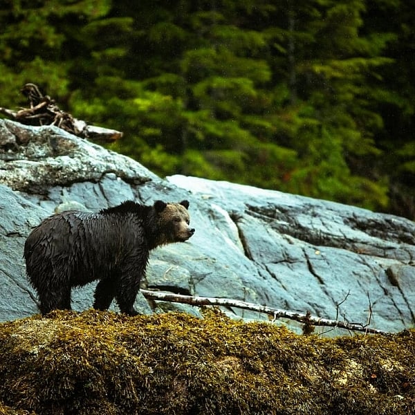 Oso pardo en el océano. Excursión para observar la fauna con Northern BC Jet Boat Tours cerca de Kitimat | Turismo del norte de Columbia Británica/Abby Cooper