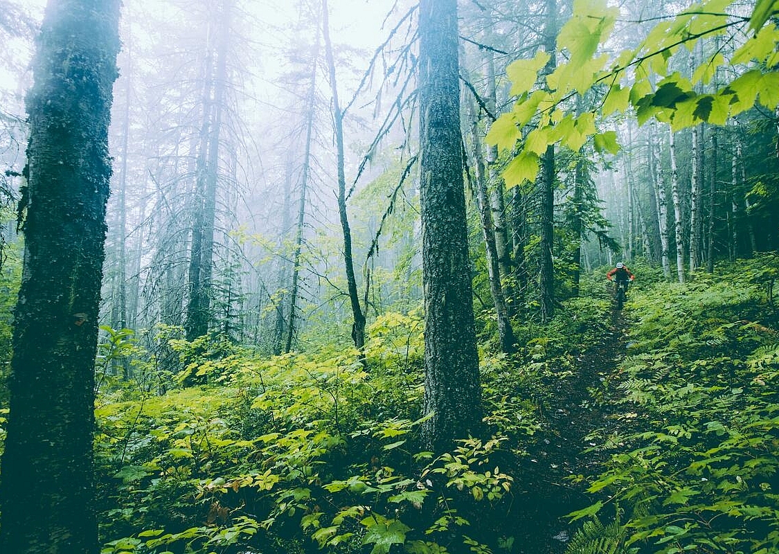 Mountain biking in the rainforest of Revelstoke Mountain Resort