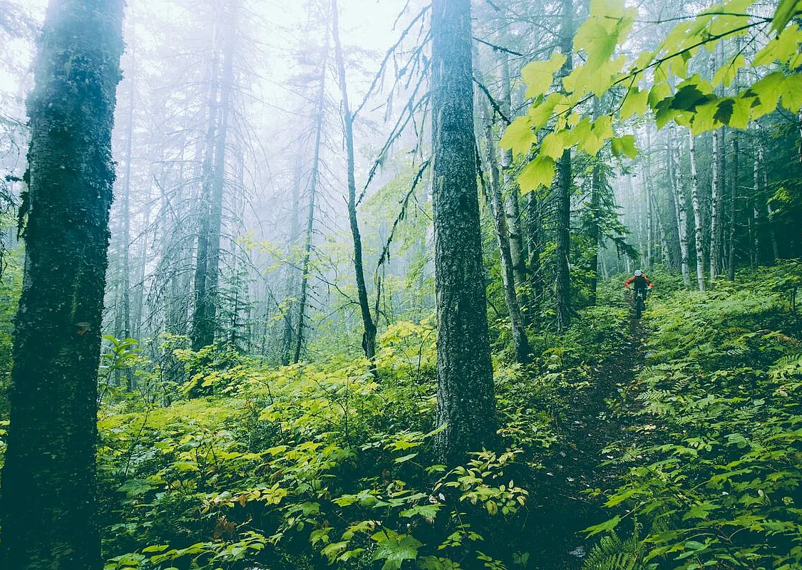 Mountainbiken im Regenwald des Revelstoke Mountain Resort