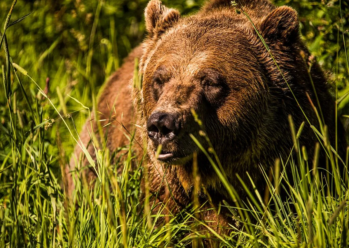 Boo, ein ausgewachsener Grizzlybär, in seinem großen Gehege im Kicking Horse Mountain Resort in Golden, British Columbia.