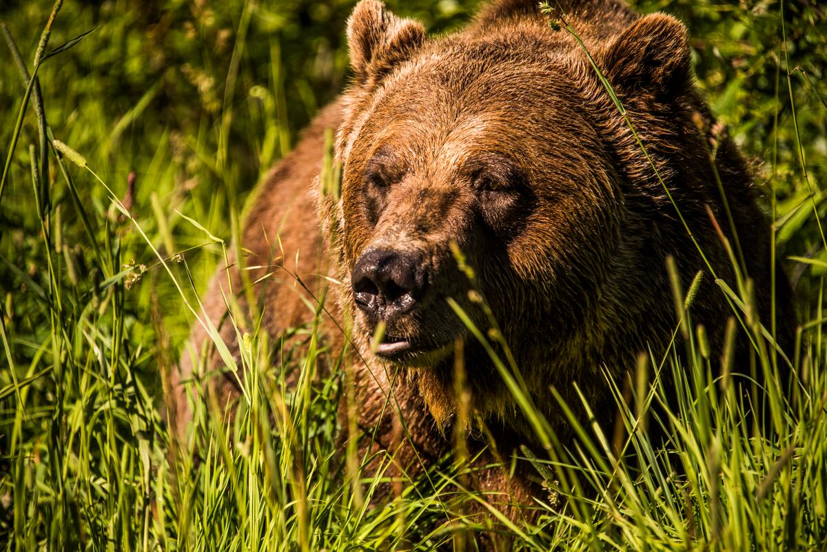 Boo, a mature adult grizzly bear, in its large enclosure at Kicking Horse Mountain Resort in Golden, BC.