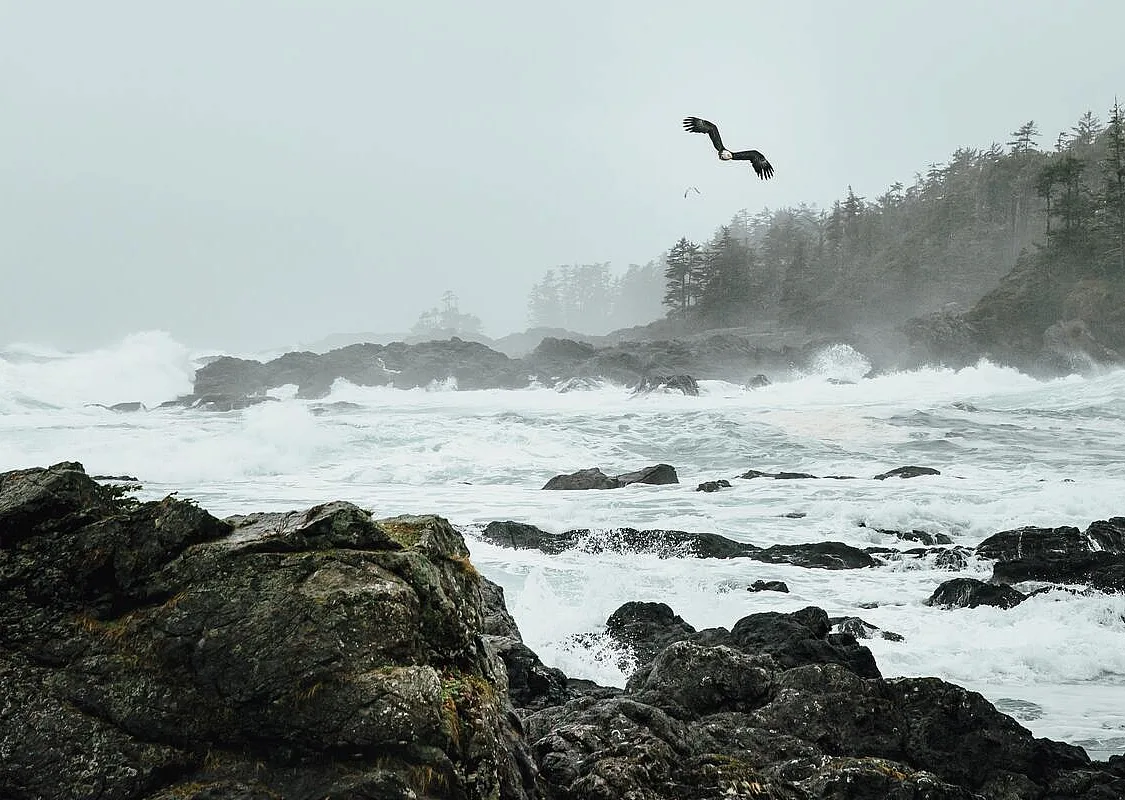 Un águila calva sobrevolando las olas que rompen frente a la costa rocosa de Ucluelet