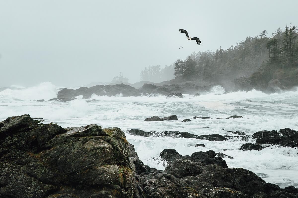 Bald eagle flying over crashing waves off the rocky coastline of Ucluelet