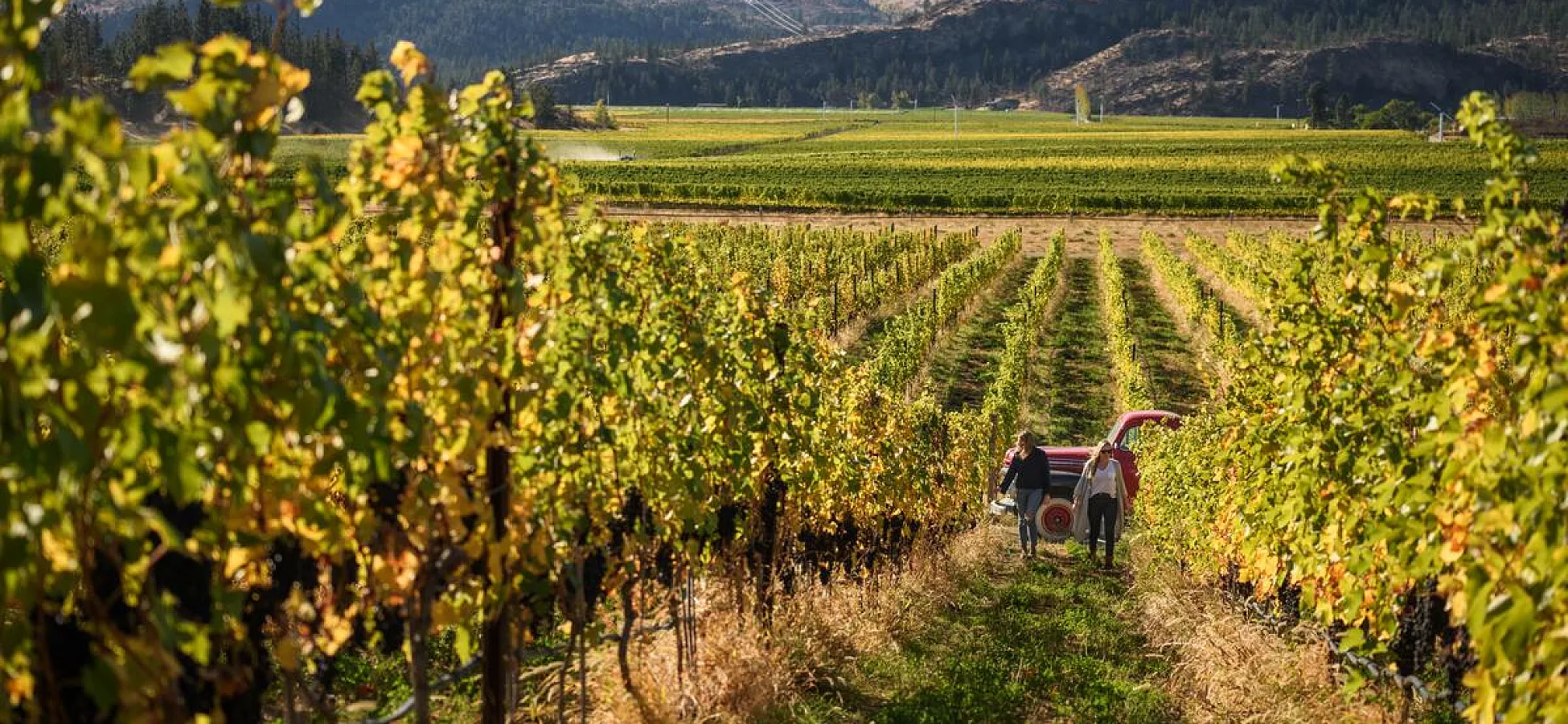 Vineyard at Covert Farm