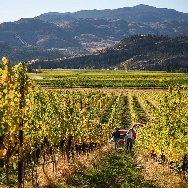 Vineyard at Covert Farm