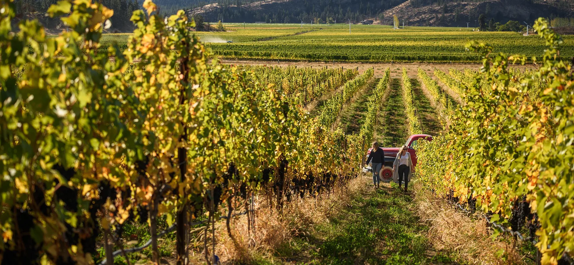 Vineyard at Covert Farm