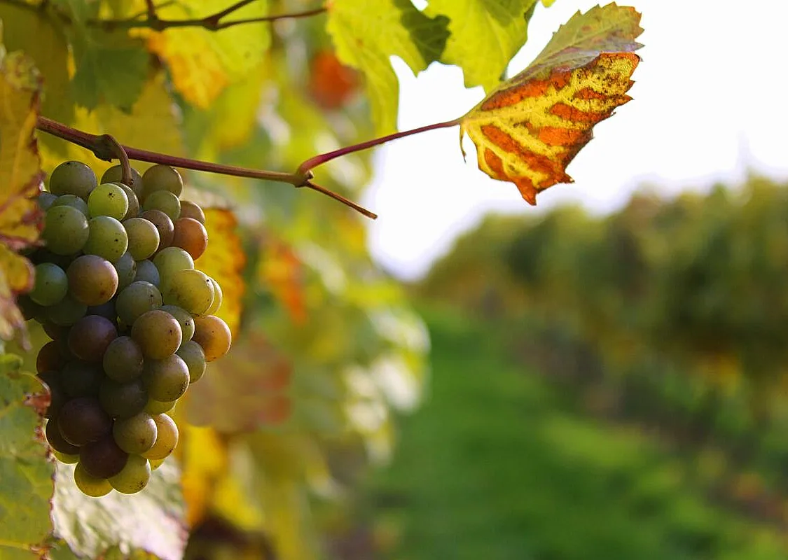 Un primer plano de las uvas en la bodega View Winery, en Kelowna