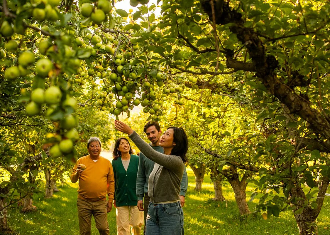 A family picking apples at Klippers Organics in Cawston.