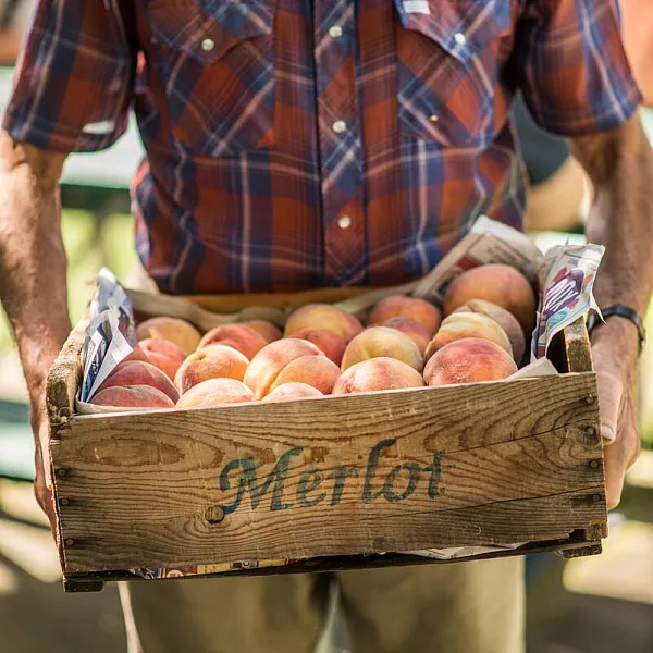 A farmer with a box full of peaches at the Naramata Community Market