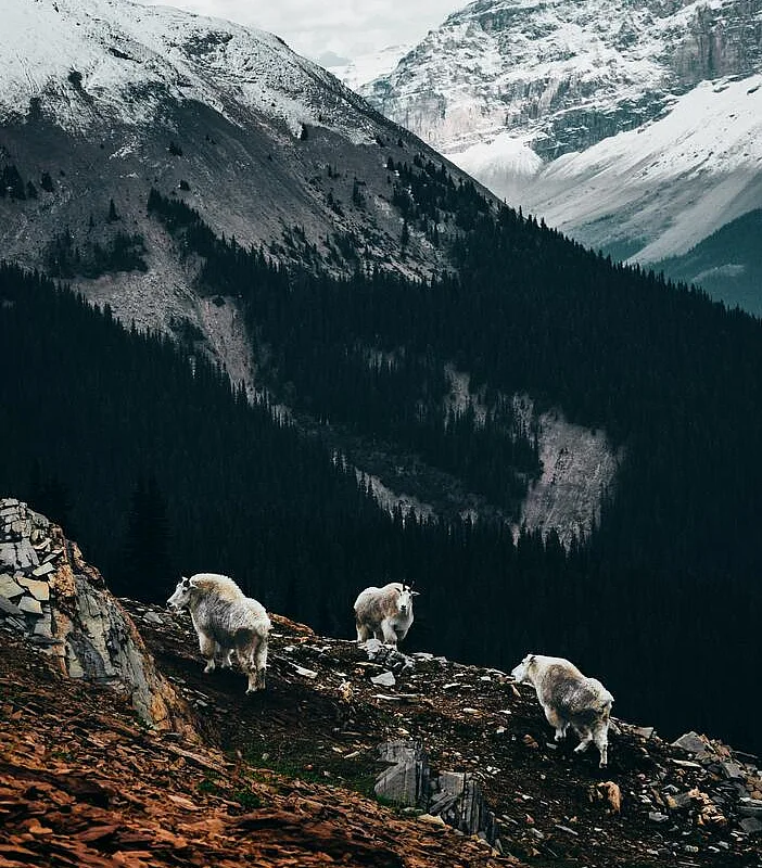 Cabras montesas a lo largo del puerto de Burgess, en el Parque Nacional de Yoho.