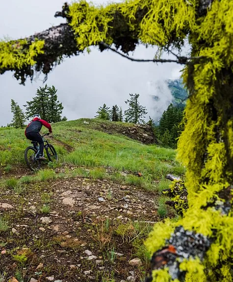 A mountain biker rides across an alpine meadow, framed by a moss-covered tree, along the Seven Summits Trail in Rossland.