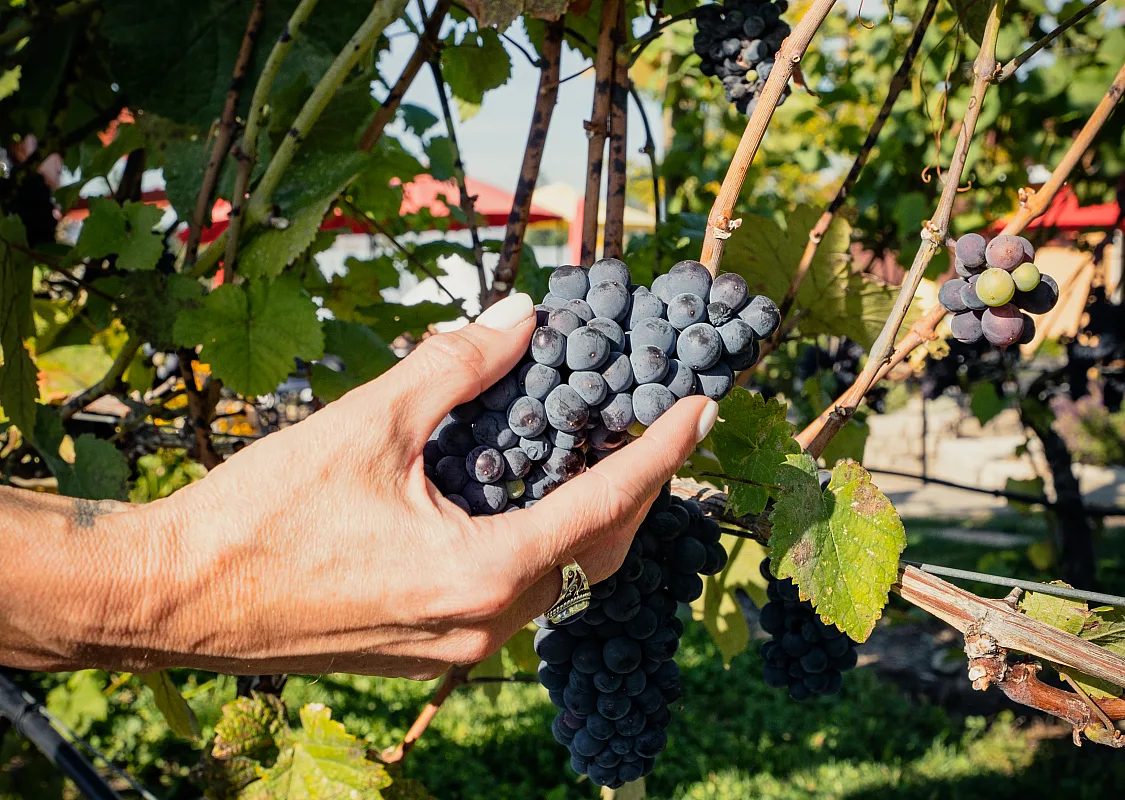 Racimo de uvas en la bodega SpearHead