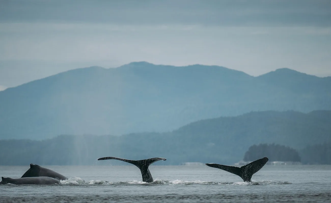 Avistamiento de ballenas en Prince Rupert.