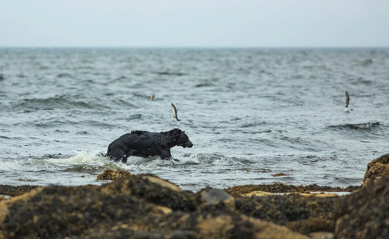 Un oso negro en el océano, en Port Hardy