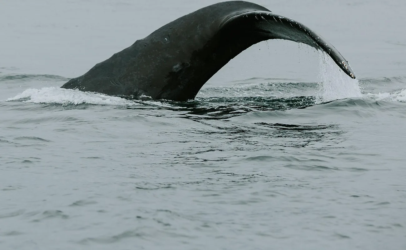 Cola de ballena jorobada
