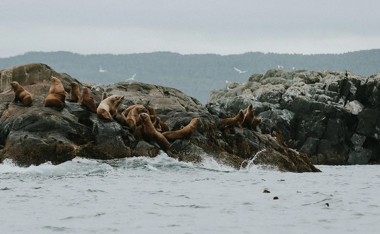 Leones marinos sobre las rocas en el océano