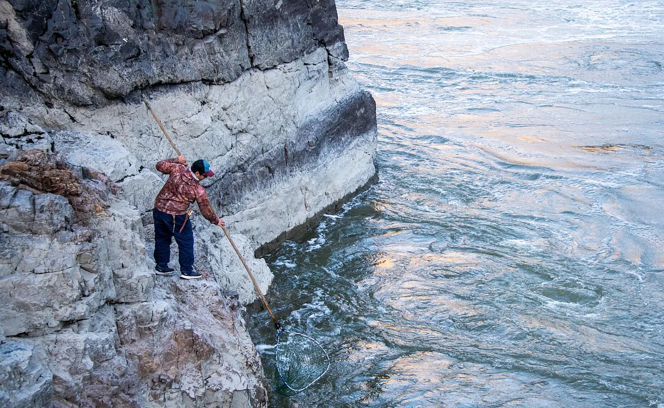 Joshua Jack, a tour guide at Xwísten Experience Tours, demonstrates salmon dipping on the Fraser River near Lillooet.